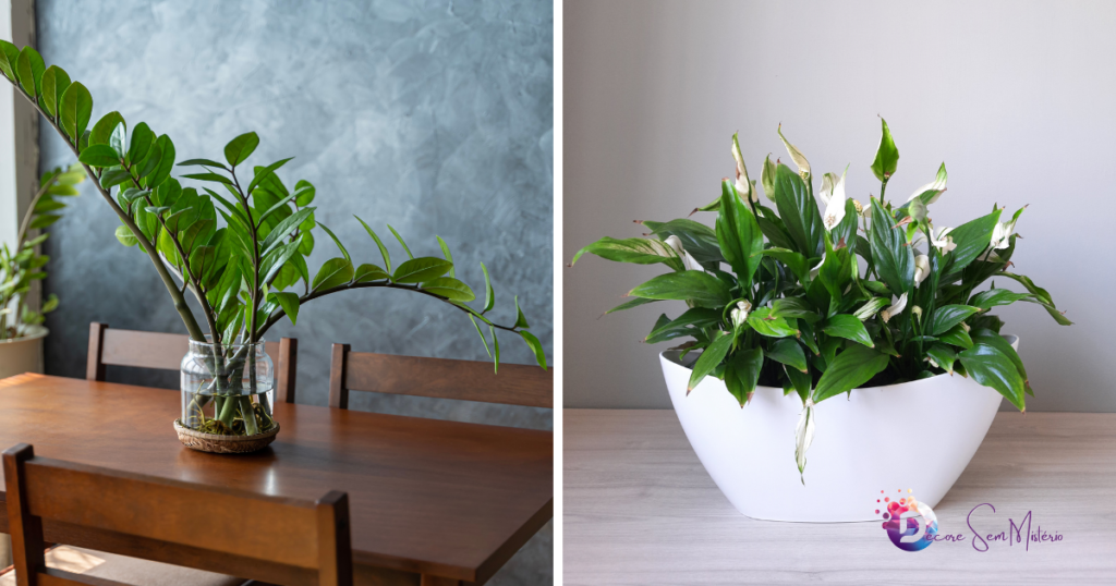 plantas-para-apartamento-sombra