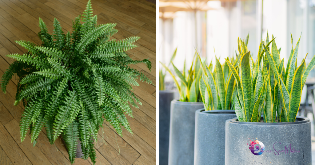 plantas-para-apartamento-sombra