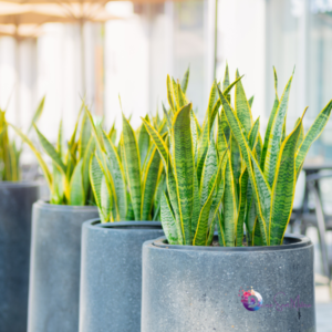 Plantas para Apartamento Sombra: Beleza e Frescor no Seu Lar