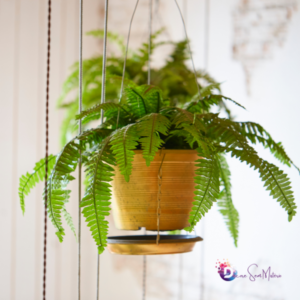 Tipos de Planta para Apartamento: Como Escolher as Melhores para Seu Lar