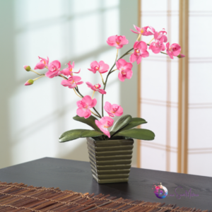 Orquídea Gosta de Sol? Descubra Como Cuidar Dela Corretamente!