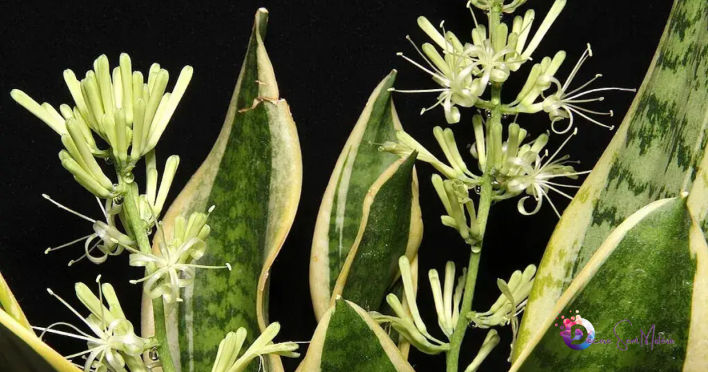 espada-de-sao-jorge-da-flor