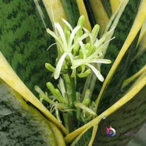 Espada de São Jorge da Flor! O Segredo para Fazer Florescer