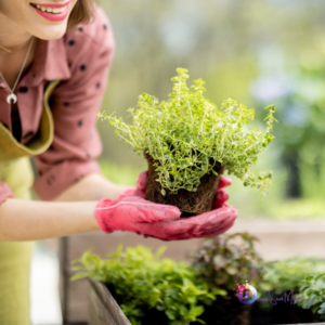 Guia Completo para Criar Uma Horta Orgânica em Casa