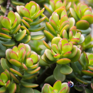 Como Cuidar de uma Suculenta Jade: Dicas Essenciais para Manter Sua Planta Saudável